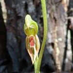 Pterostylis pusilla