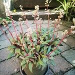 Crassula orbicularis Cvet