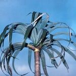 Pandanus montanus বাকল