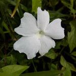 Thunbergia laevis ᱵᱟᱦᱟ