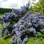 Ceanothus impressus Цветок