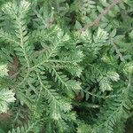 Selaginella stenophylla Лист