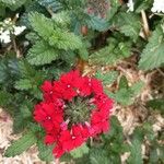 Verbena × hybrida Flor