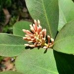 Acokanthera oppositifolia Flower