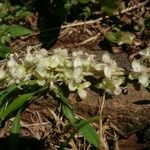 Trichostigma octandrum Blüte