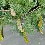 Anadenanthera colubrina ഫലം