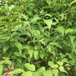 Halleria lucida Hábito