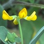 Coronilla scorpioides Flower