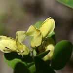 Baptisia nuttalliana Flower