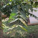 Toona ciliata Leaf