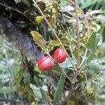 Quercus coccifera Froito