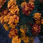 Tagetes erectaΛουλούδι