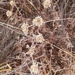 Helichrysum globosum Fruit