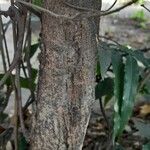 Bauhinia acuminata چھال