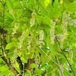 Pterostyrax hispidus Flor