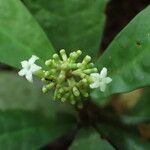 Chassalia ischnophylla Blüte