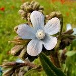 Anchusa strigosa Flower