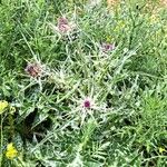 Silybum eburneum Flor