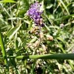 Muscari matritense Žiedas