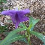 Ruellia simplexFlower