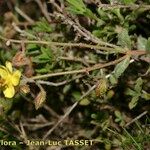 Helianthemum marifolium Kita