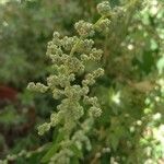 Chenopodium albumപുഷ്പം