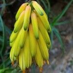 Aloe striatula Floare