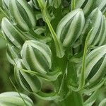 Albuca virens മറ്റ്