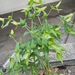 Euphorbia lathyris Hábito