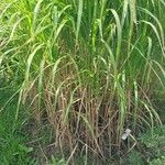 Miscanthus floridulus Habit