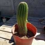 Echinopsis schickendantzii Hoja