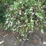 Dendrobium crumenatum Blomst