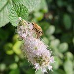 Mentha × rotundifolia 花