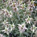 Monarda punctata Staniste