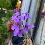 Hesperis matronalisBlüte