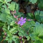 Geranium purpureum 花