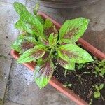 Amaranthus tricolorFoglia