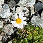 Leucanthemopsis alpina 花
