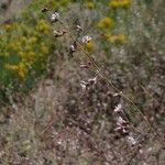 Eriogonum apiculatum Habit