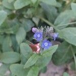 Anchusa thessala Цветок