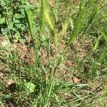 Hordeum marinum आदत