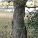 Faidherbia albida Rinde