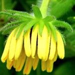 Rudbeckia hirta Flower