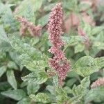 Amaranthus deflexus Flower