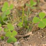 Marsilea minuta Habit