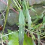 Digitaria ischaemum Leaf