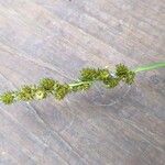 Carex vulpinoidea Fruto