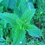 Nepeta cataria Leaf