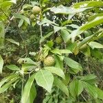 Kiggelaria africana Frukt