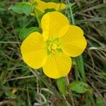 Ludwigia peruviana Flor